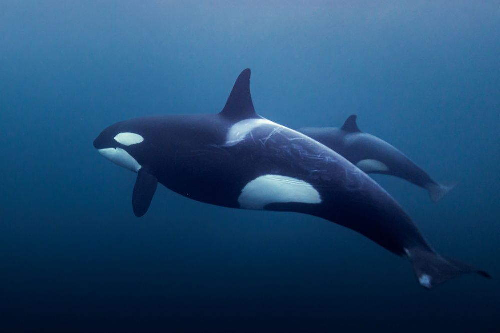 Photograph by Carsten Thamdrup Lund