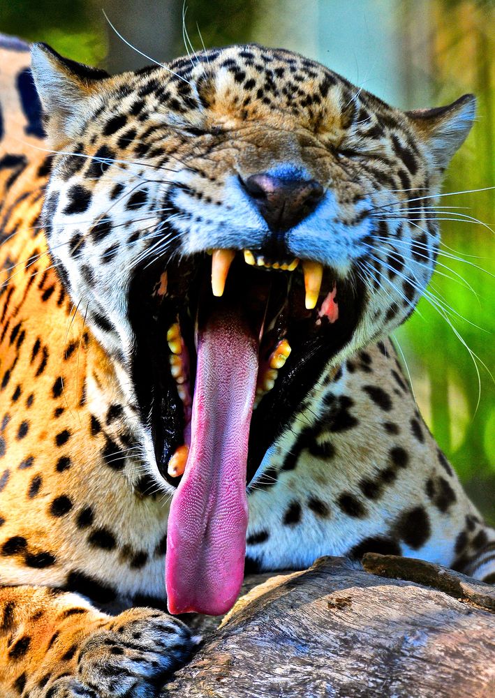 Photograph by Ricardo Ubico