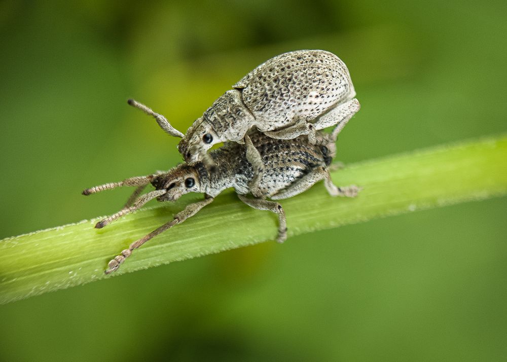 Photograph by I Gede Agus Satyawan