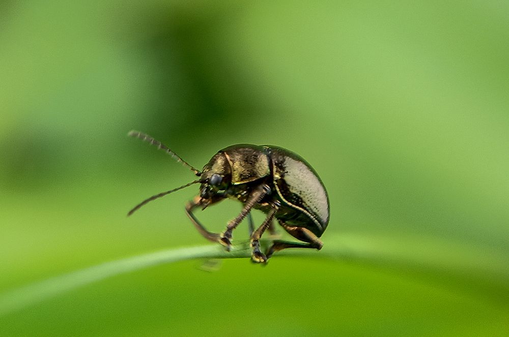 Photograph by I Gede Agus Satyawan