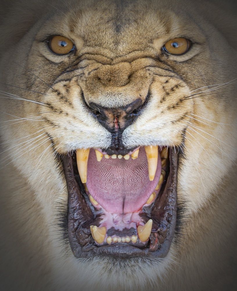 Photograph by Abdul Baqi