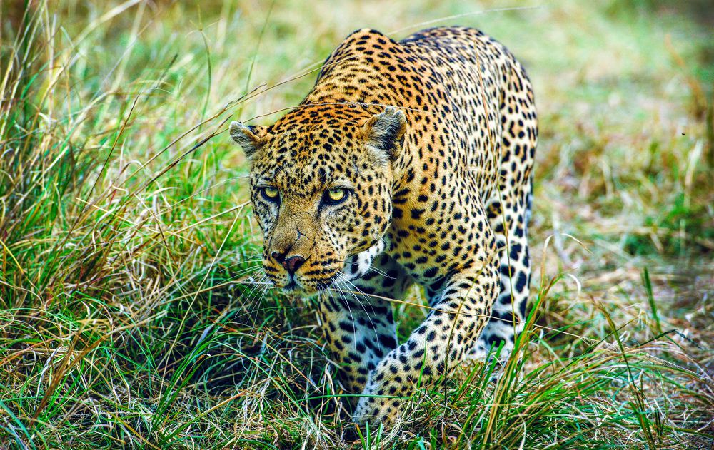 Фотография автора Sajeev Krishnan