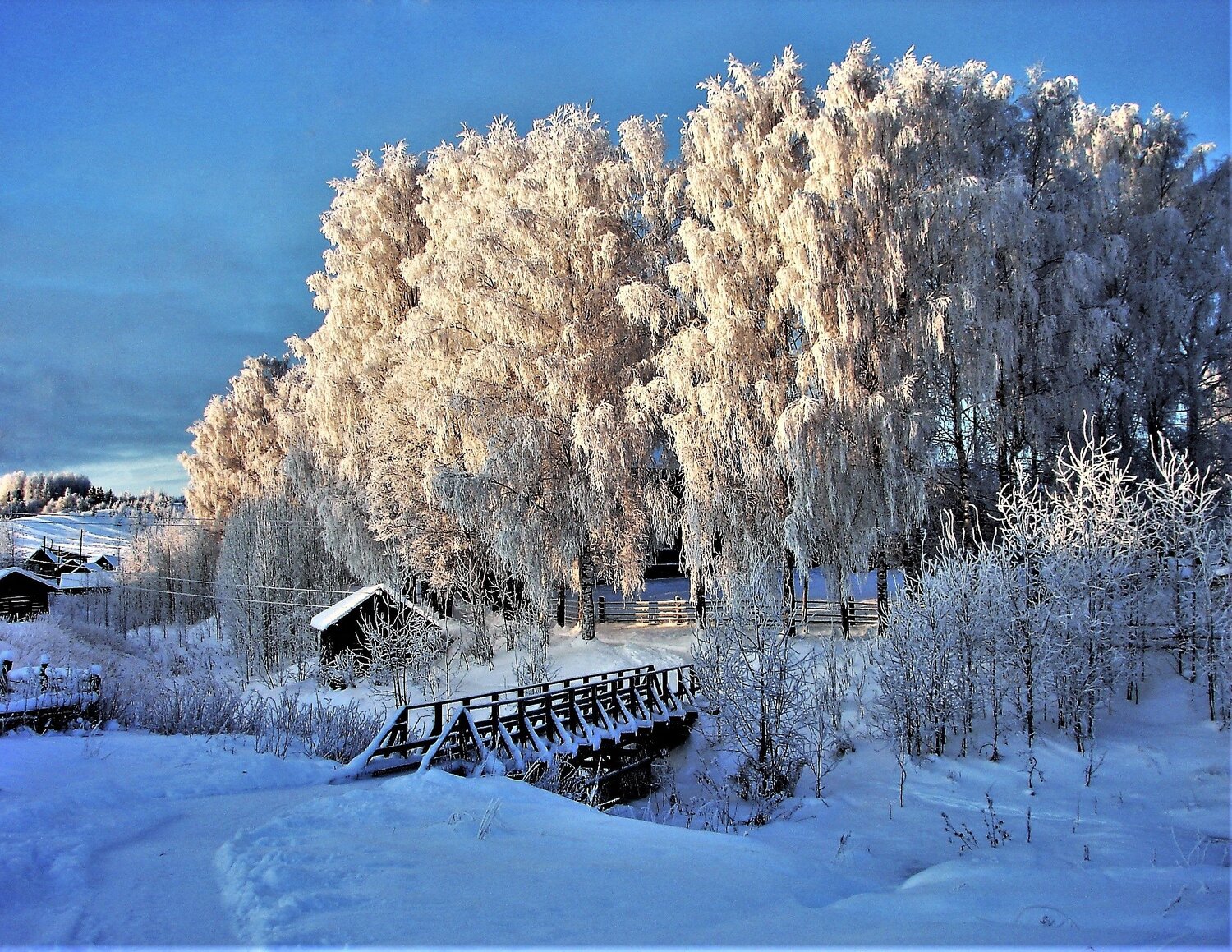 Мороз. Рождественские березы.