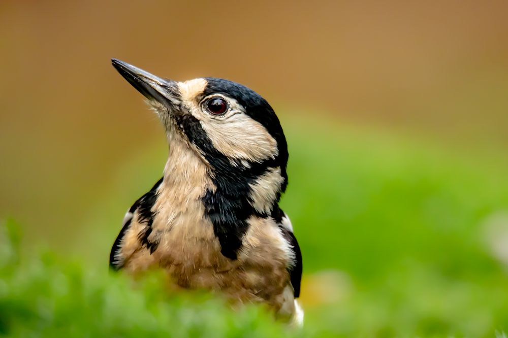 Photograph by Ellen Lichtenheldt