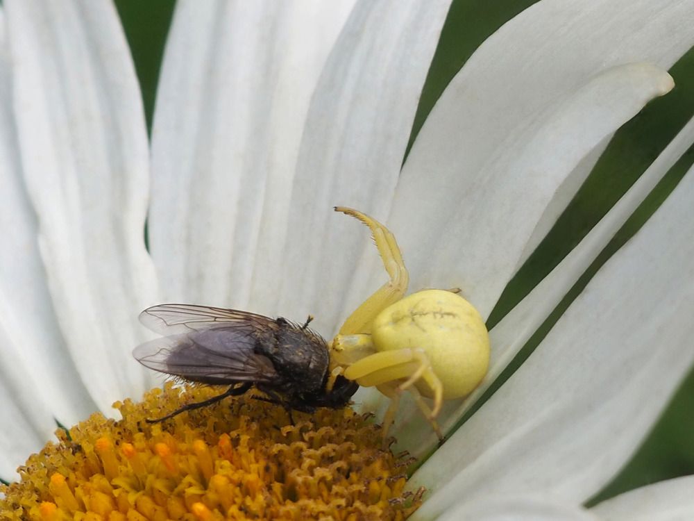 Жизнь и Смерть