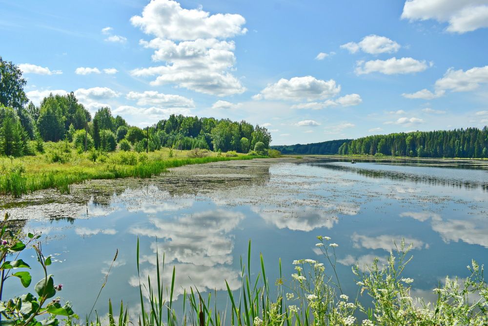 Июльский полдень у пруда.
