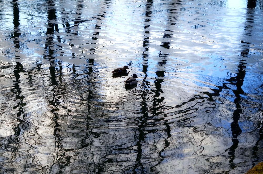 весна. утки в небе плывут