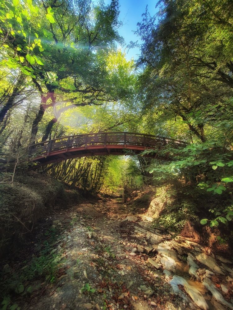 В лесном краю