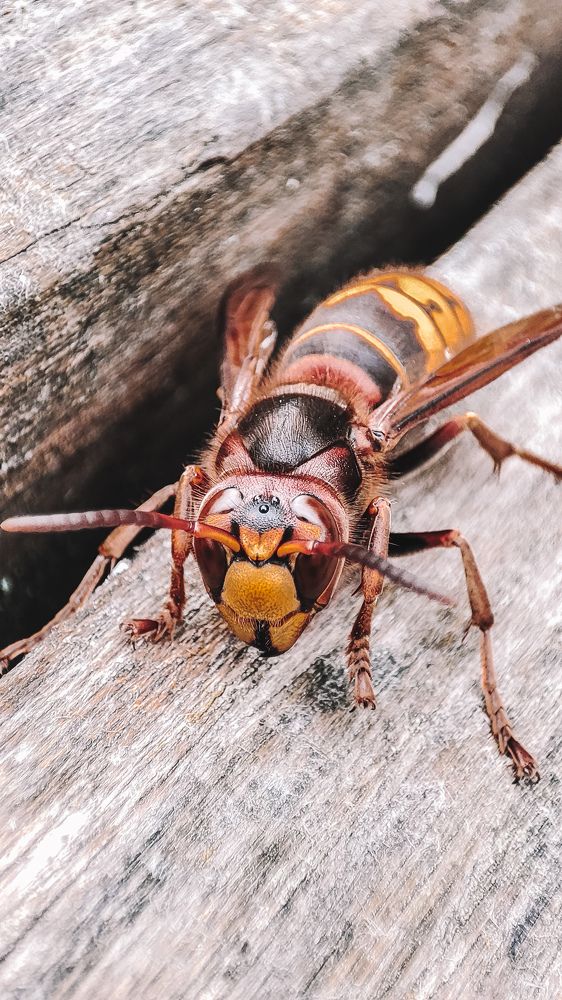 Photograph by Катерина Магало