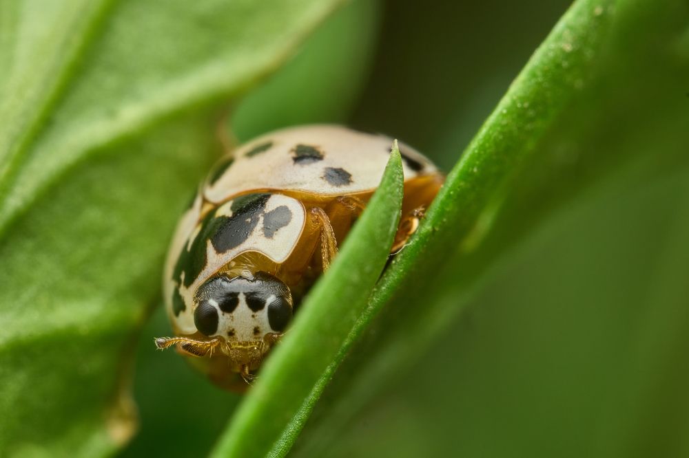 Фотография автора Santiago Diaz Aragon