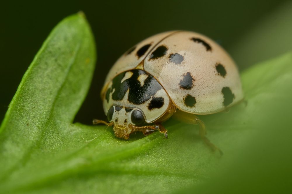 Фотография автора Santiago Diaz Aragon