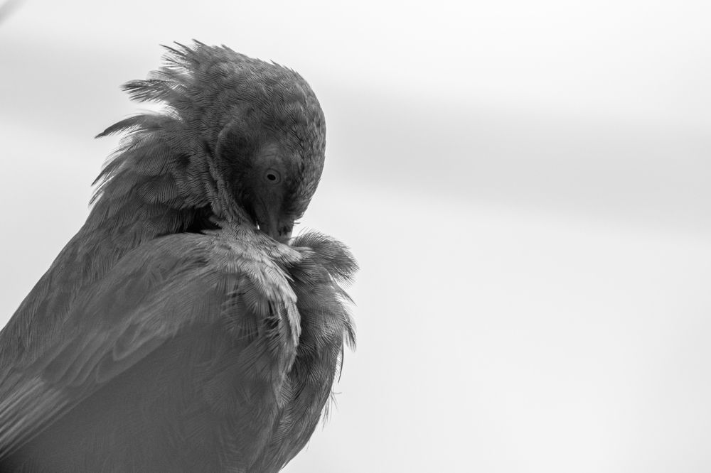 Photograph by Chamara Sulakkhana Polwatta Siriyalage