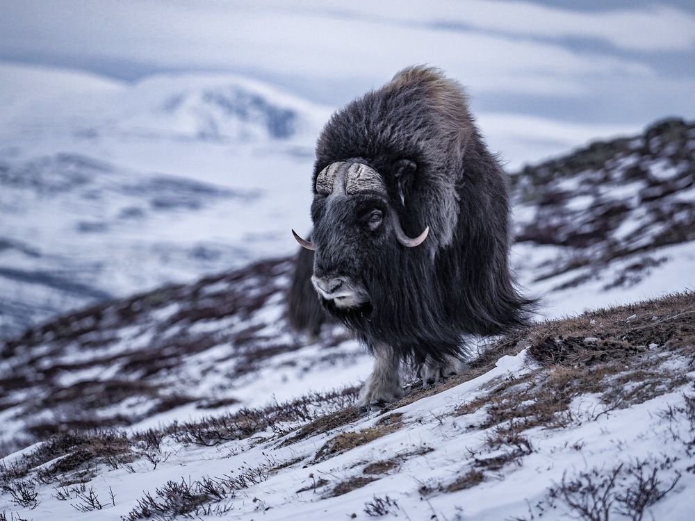 Photograph by Gauthier Mullenaerts