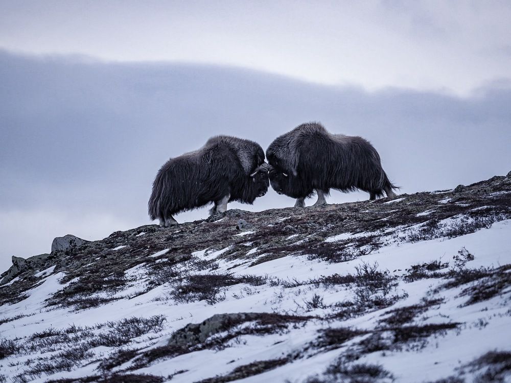 Photograph by Gauthier Mullenaerts