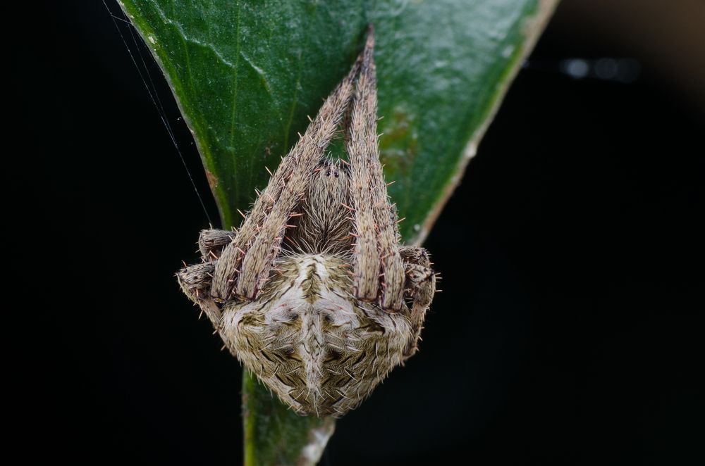 Photograph by Mohd Faridz Azhar