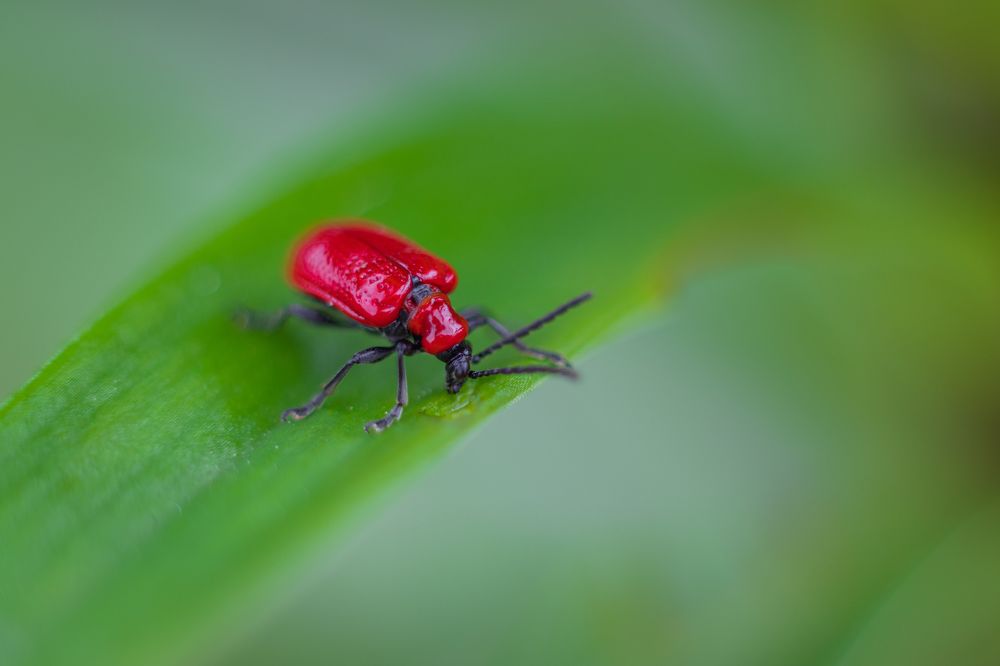 Photograph by Irina Chekanov