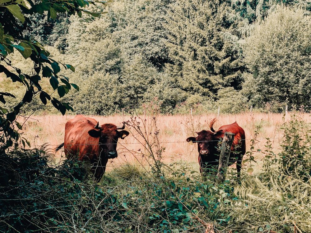 Photograph by Irina Chekanov