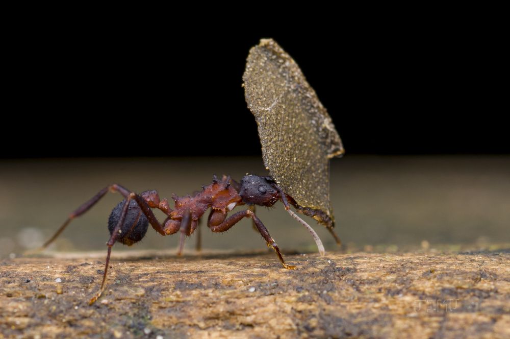Photograph by Judá Isaí Martínez Uribe