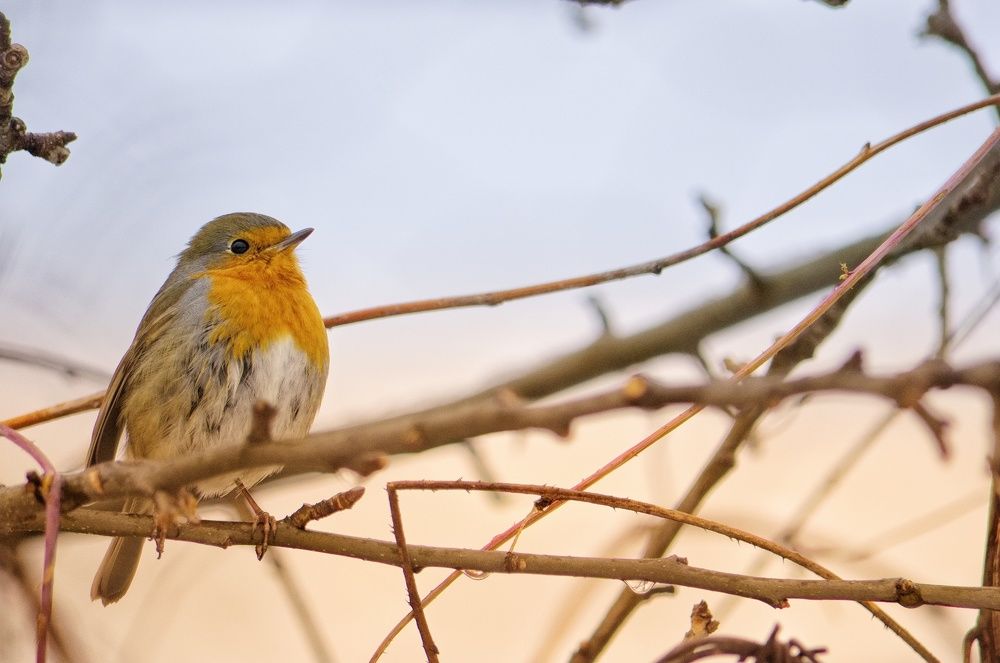 Photograph by Filip Betko