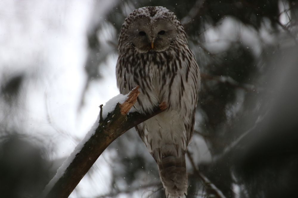 Photograph by Евгения Малафеева