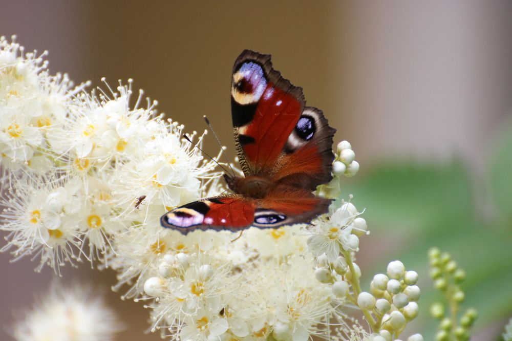 Photograph by Евгения Малафеева