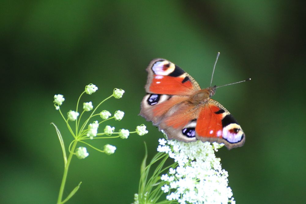 Photograph by Евгения Малафеева
