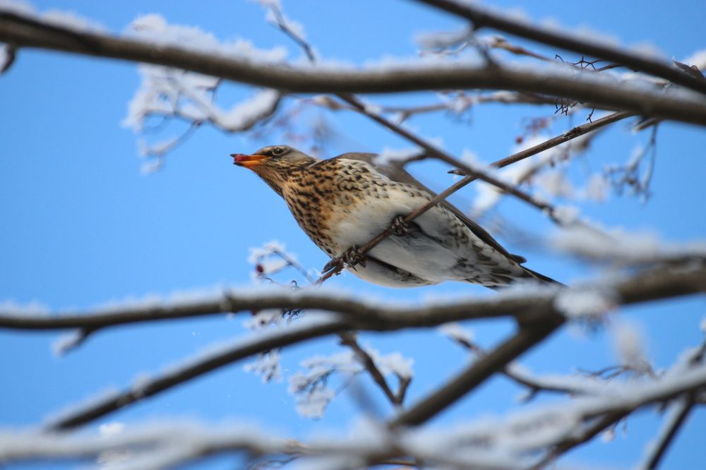 Photograph by Евгения Малафеева
