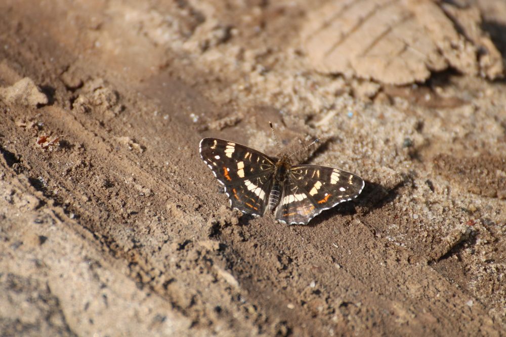 Photograph by Евгения Малафеева