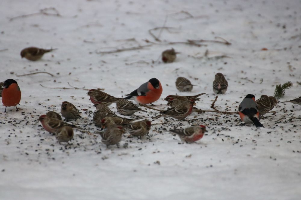 Photograph by Евгения Малафеева