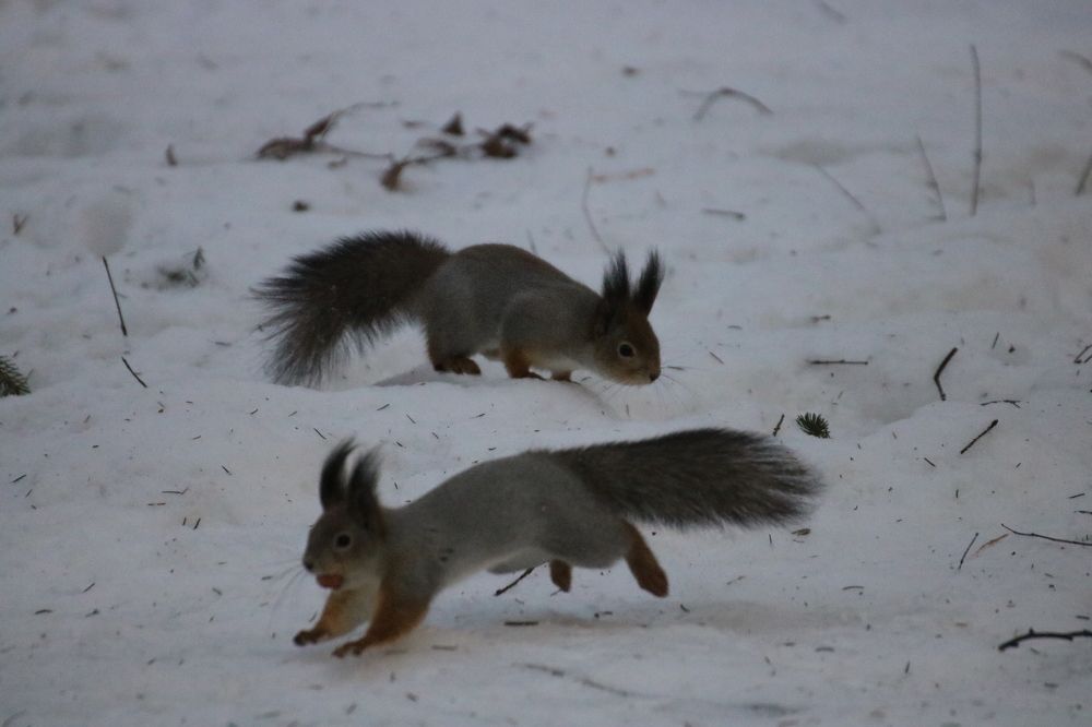 Photograph by Евгения Малафеева