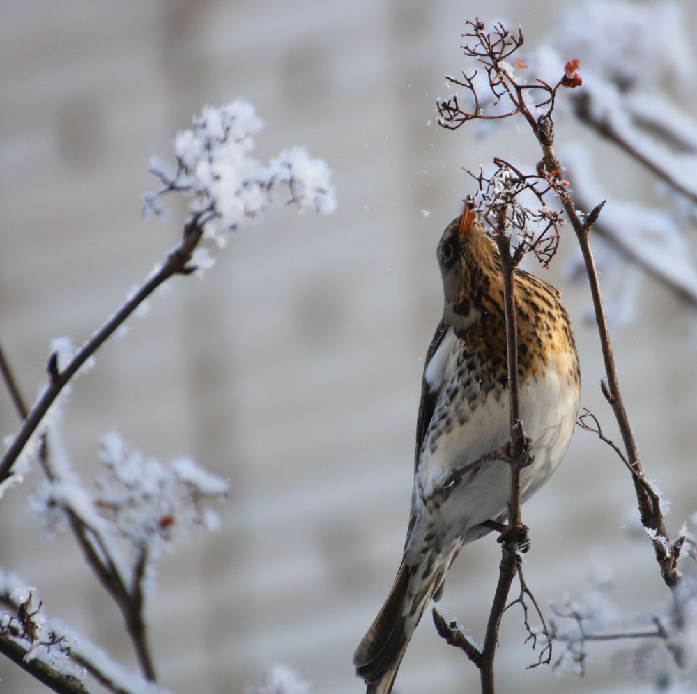 Photograph by Евгения Малафеева