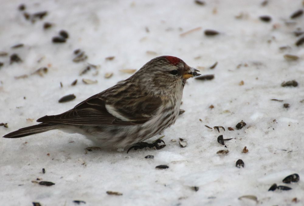 Photograph by Евгения Малафеева