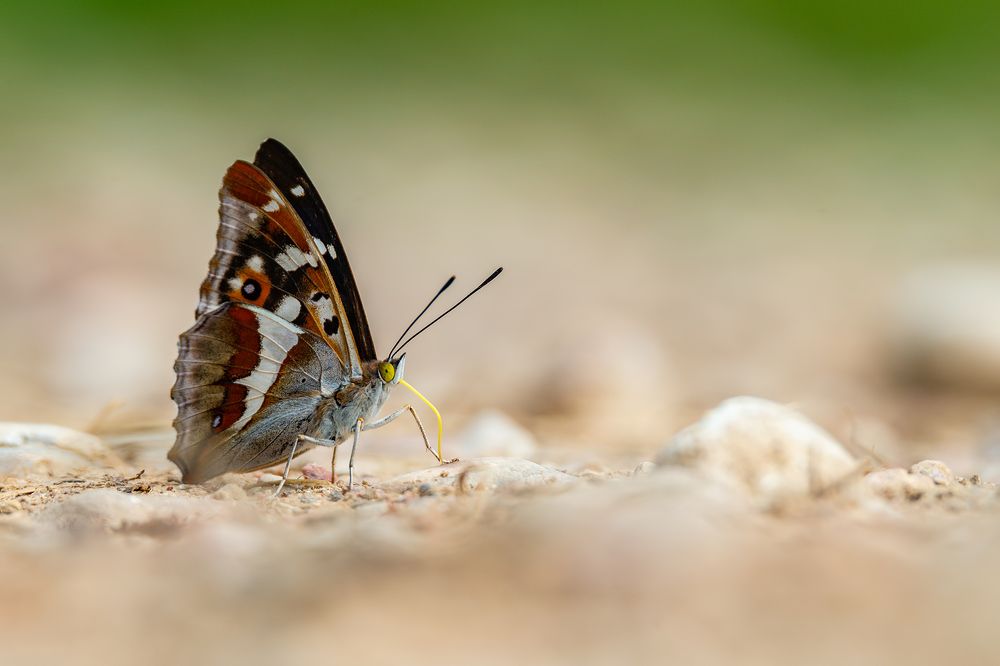 Photograph by Gatis Vilbrants