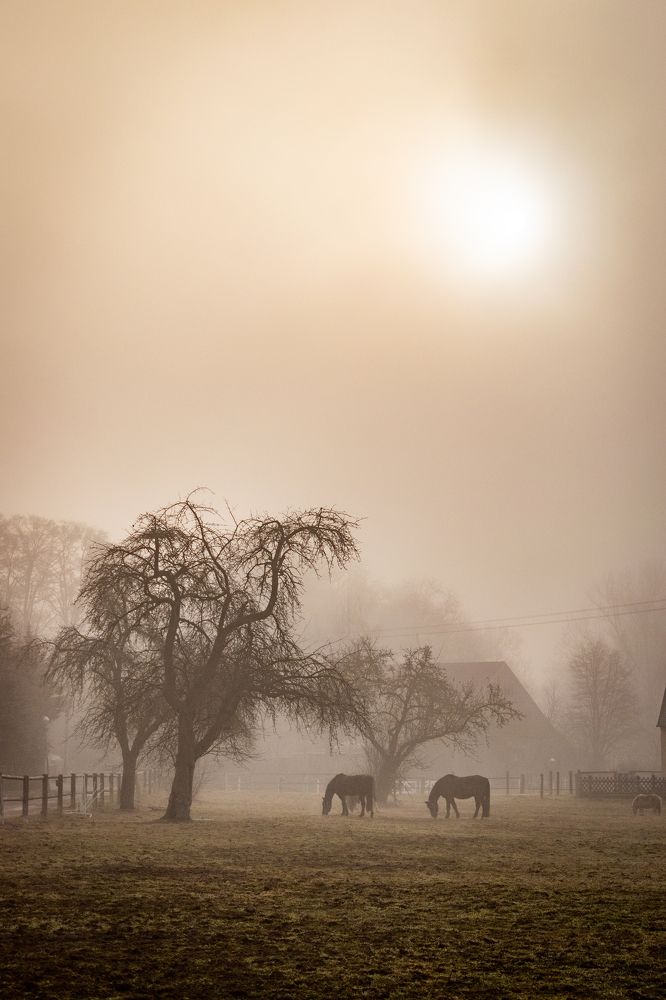 Photograph by Olena Pfister