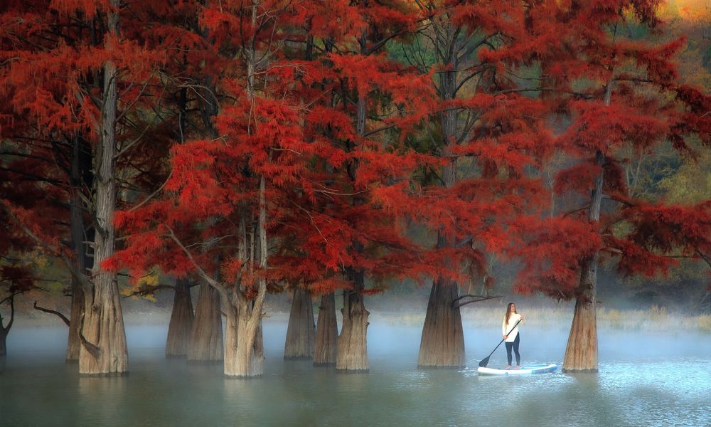 Болотные кипарисы ранним утром