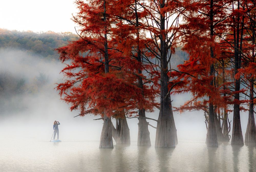Болотные кипарисы ранним утром