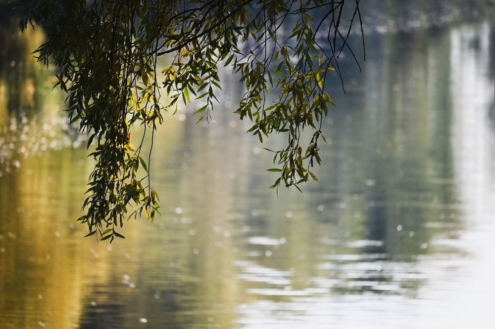 Фотография автора Larisa Meshkova