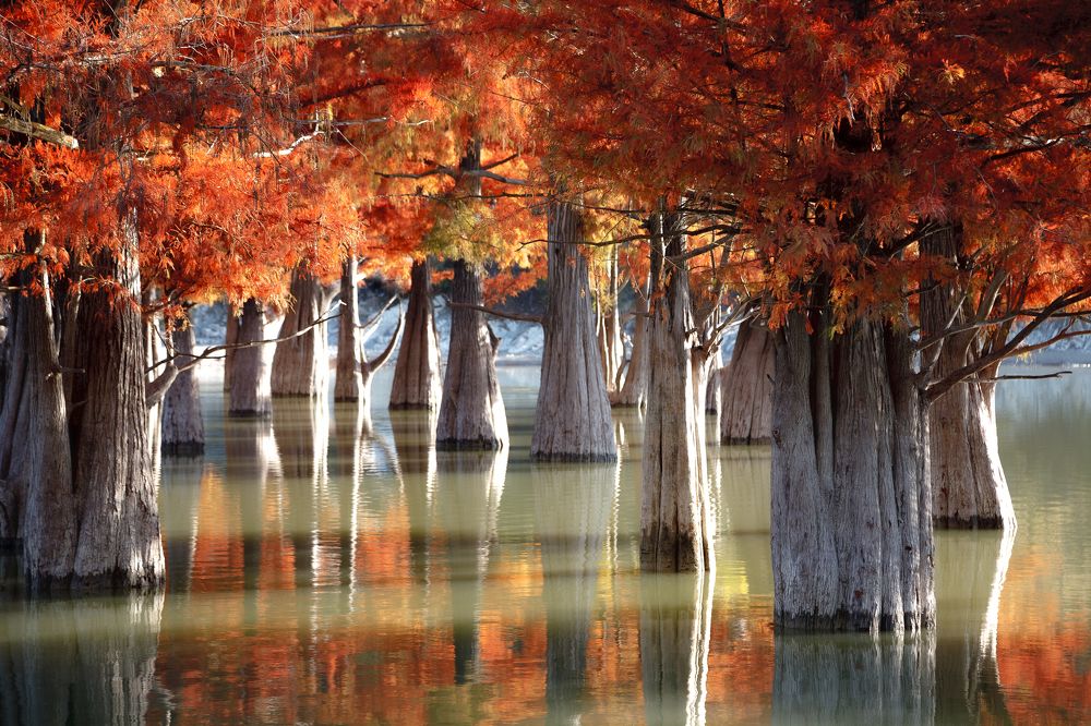 Солнечные кипарисы