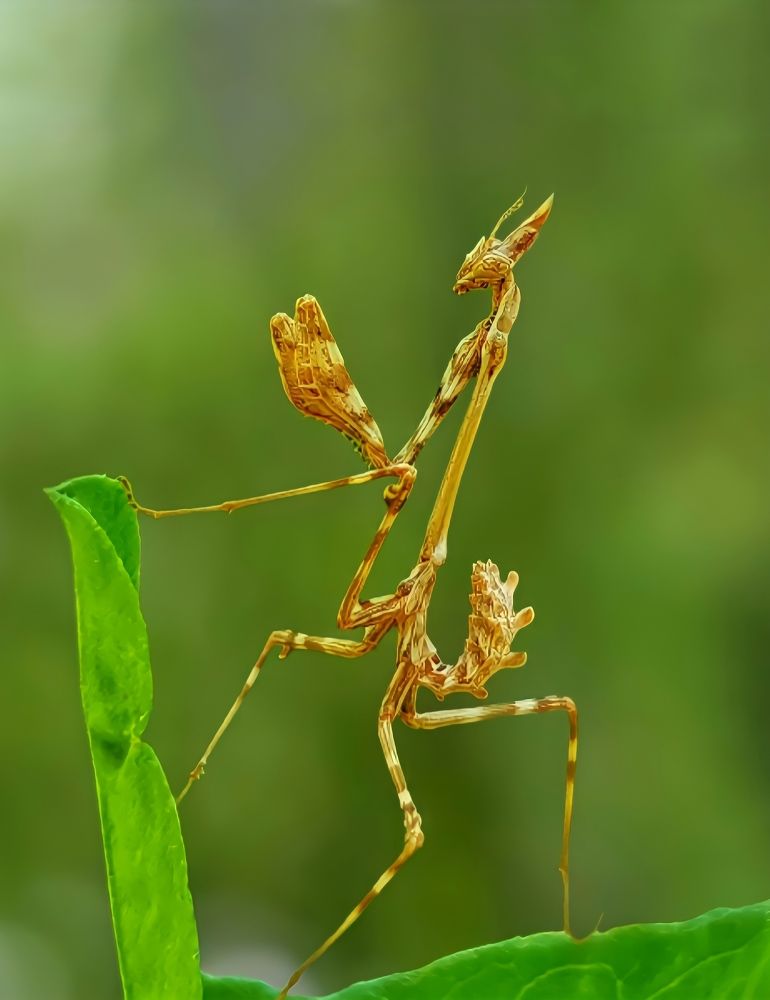 Photograph by Ali goreishi