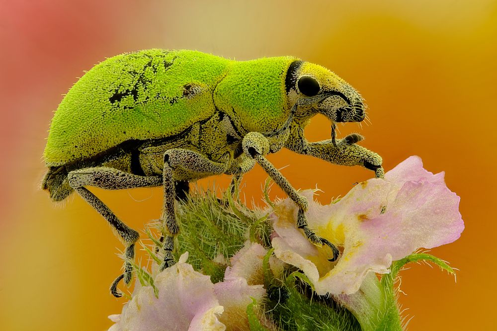 Photograph by Rui Santos