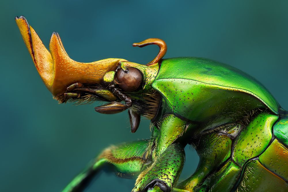 Taurrhina longiceps male [Togo]