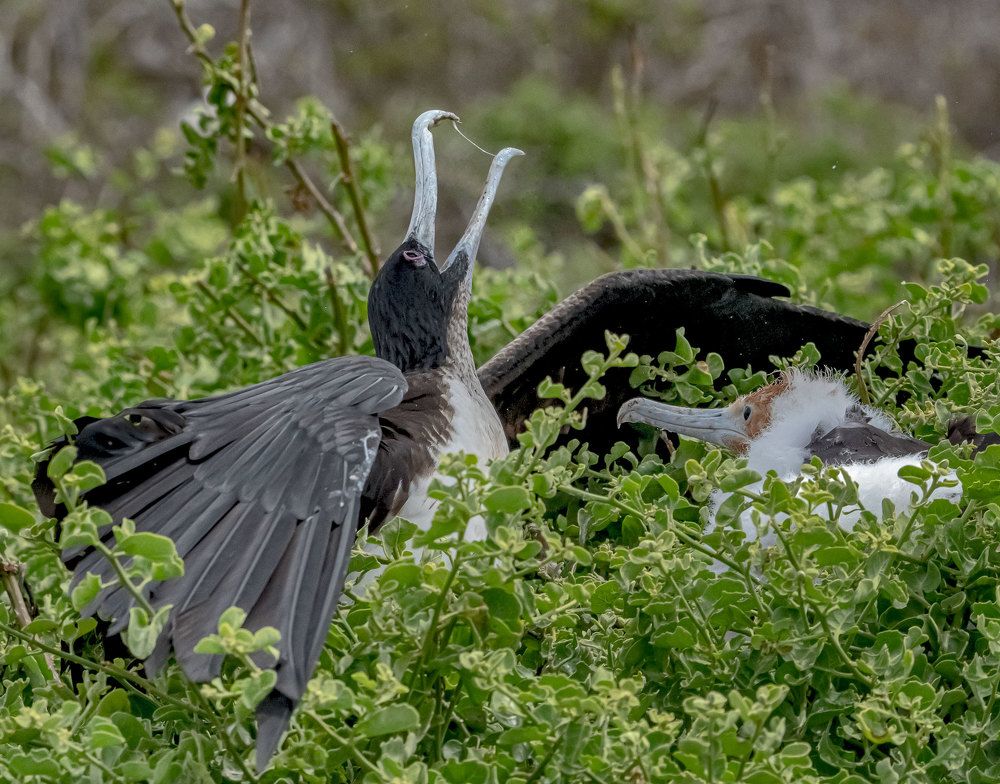 Кормление Фрегатов