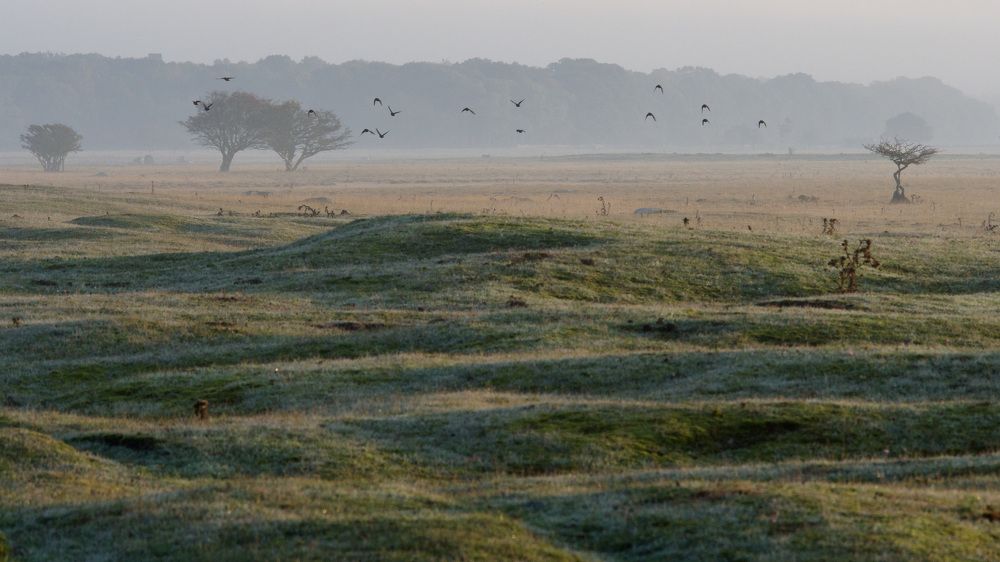 An early morning in late september, Öland, Sweden.