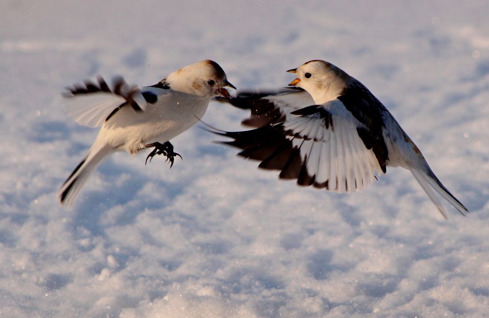 Photograph by Александр Велигура