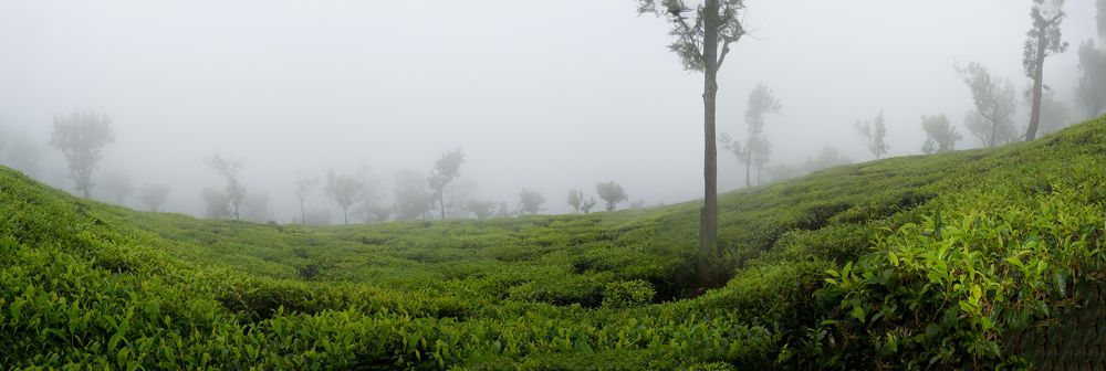 Photograph by Souradip Mukherjee