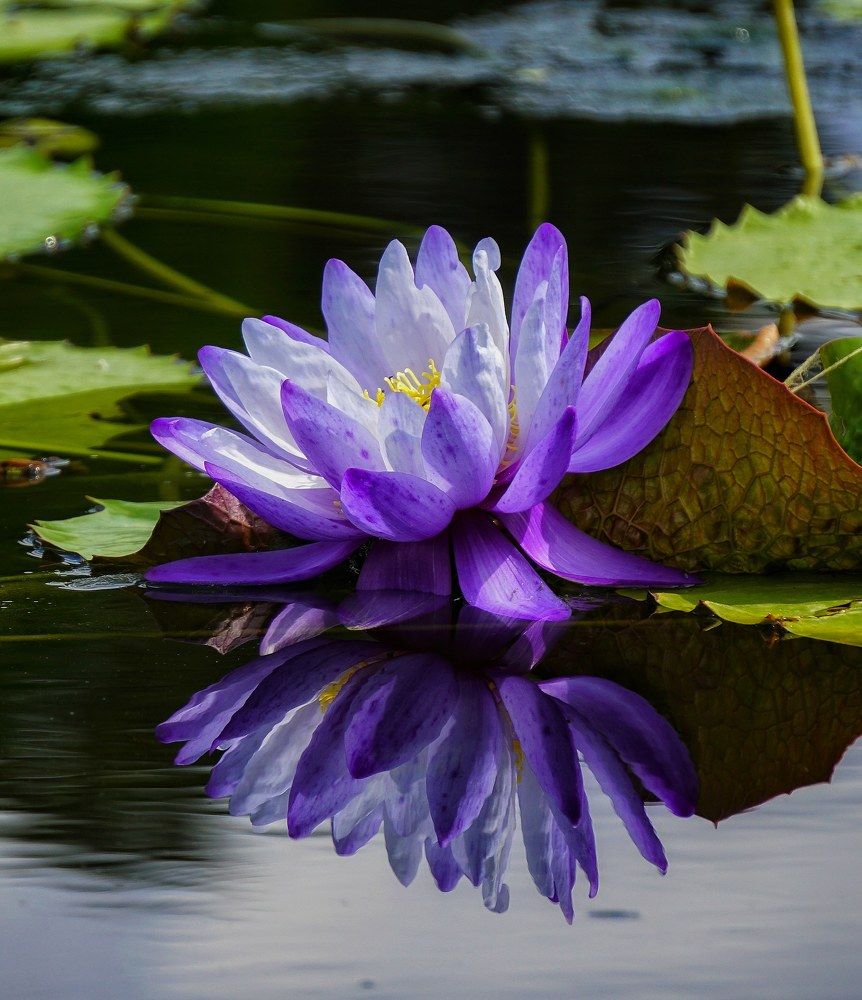 Photograph by Reinhold Seibel