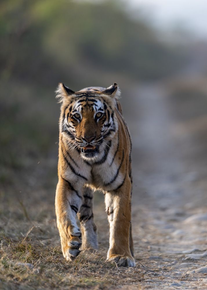 Photograph by Preet saluja