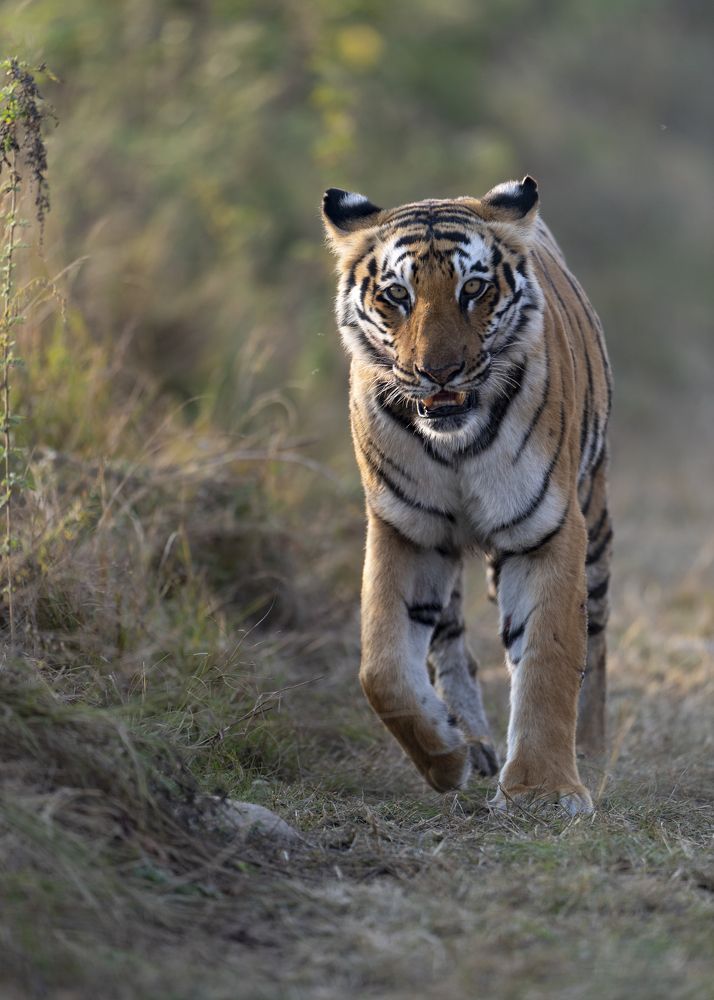 Photograph by Preet saluja