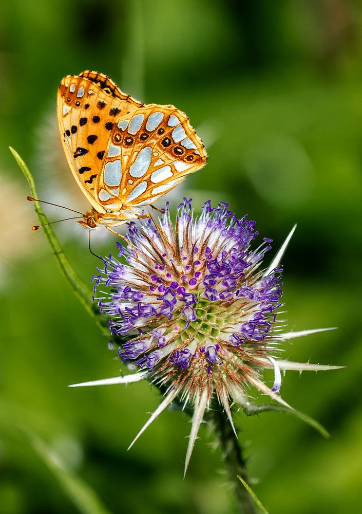 Перламутровка блестящая