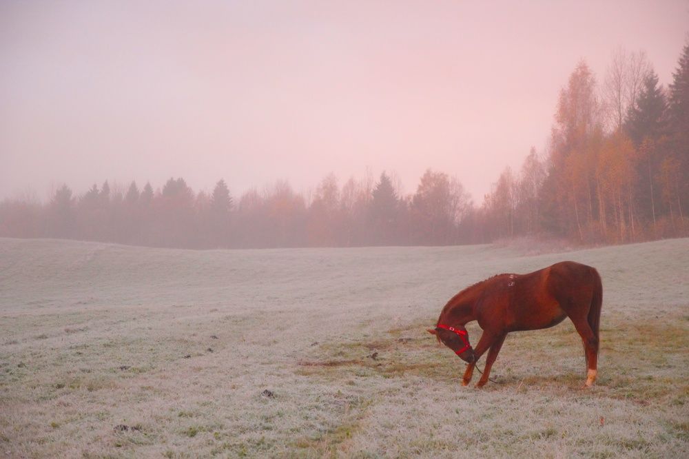 Photograph by Екатерина Шмелева